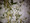 This is a photo of what particles you can expect to fall out of the TAO hay. It is not dust, but tiny spring alfalfa leaves full of nutrients. This is why the Crazy Tasty Hay® -TAO is not filtered.