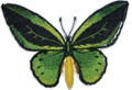 Common Green Birdwing  