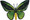 Common Green Birdwing  