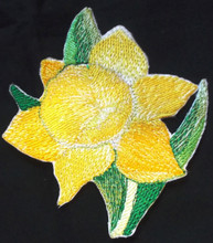Daffodil Flower 