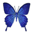  Butterfly Blue Triangle 
