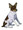 Toy Fox Terrier