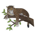 Jaguar On Tree