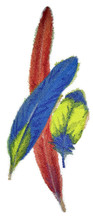Scarlet Macaw Feathers in Watercolor
