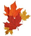 Maple Leaf Montage 