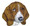 Basset Hound  Dog Face