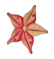 Starfish in Watercolor