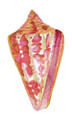Cone Shell in Watercolor
