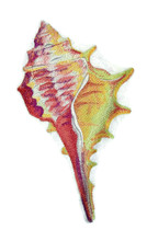Conch Shell in Watercolor
