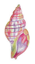 Tulip Shell in Watercolor
