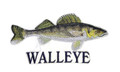 Walleye
