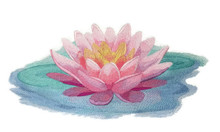 Soft and Serene Water Lily