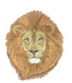  Brushed Lion