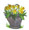 Pretty Pail Daffodil   