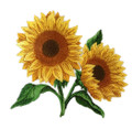 Sunflowers in Bloom
