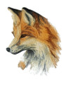 Wild Beauty Fox