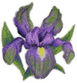 Watercolor Iris Bloom