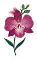  Bloom Orchid  