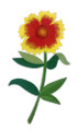 Goblin Blanket Flower with Long Stem