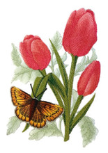 Large Copper Butterfly and Tulips