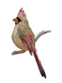 Cardinal (Female) in Watercolor