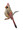 Cardinal (Female) in Watercolor
