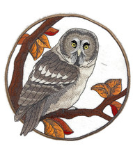 Great Grey Owl in Autumn 