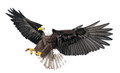 Flying Eagle 