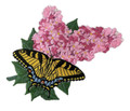 Tiger Swallowtail & Lilacs