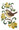 South Carolina Great Carolina Wren and Jessamine Bird 