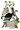 Eastern Brown Pelican