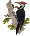 Pileated Woodpecker Bird