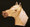 Palomino Horse Face