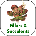 fillers-succulents.png