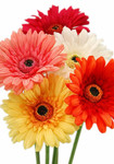 Real Touch Artificial Gerbera Daisy