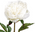 Real Touch Peony
