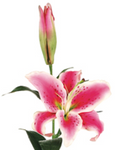 Artificial Casablanca Lilies: Rubrum Pink