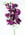 Purple with 7 Flowers