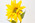 Real Touch Artificial Silk Sunflower Flowers - Floramatique Sunflower