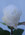 Cream Silk Garden Rose Bud 