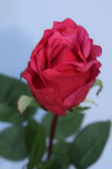 Classic Touch Rose Bud - Tea Berry