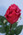 Classic Touch Rose Bud - Tea Berry