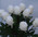 Amazing Real Touch Rose Buds