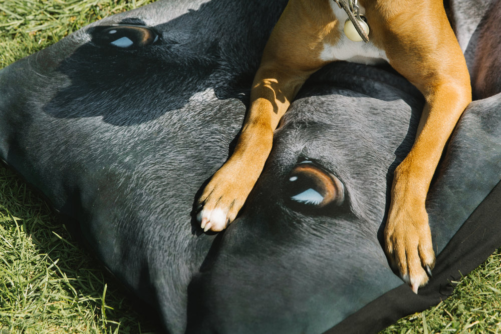 Introducing Pet Beds in The Mountain Home Collection