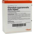 Glandula Suprarenalis Suis Ampullen (Ampoules) 10 x 1.1ml