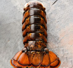 [Add-On]  Lobster Tail 1pcs [加購] 龍蝦尾 1條