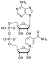 Nicotinamide adenine dinucleotide (NAD) 1 g