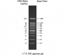 100 bp DNA Ladder