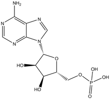 Adenosine 5'-monophosphate 5g
