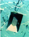 Elastase Crystal
